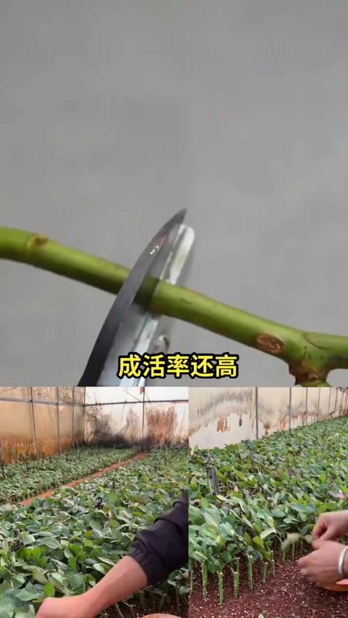 玫瑰怎么扦插，沙漠玫瑰如何扦插繁殖-第6张图片-优品飞百科