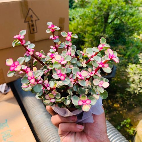 雅乐之舞多肉繁殖方法？雅乐之舞多肉植物怎么养殖？