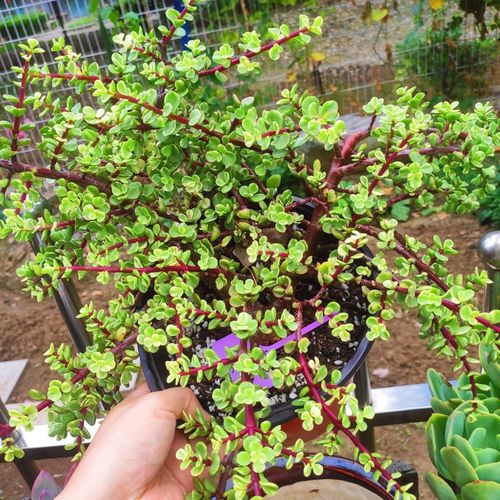 雅乐之舞多肉繁殖方法？雅乐之舞多肉植物怎么养殖？-第2张图片-优品飞百科