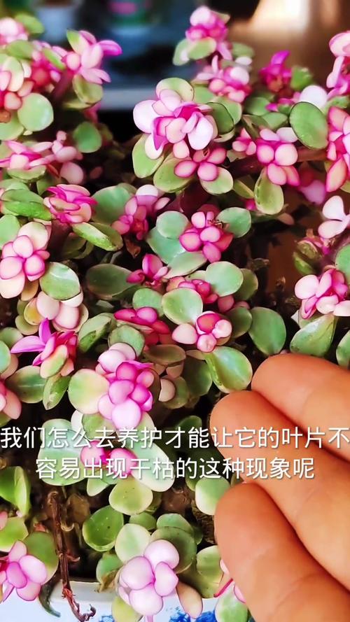 雅乐之舞多肉繁殖方法？雅乐之舞多肉植物怎么养殖？-第3张图片-优品飞百科