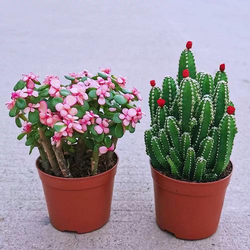 雅乐之舞多肉繁殖方法？雅乐之舞多肉植物怎么养殖？-第4张图片-优品飞百科