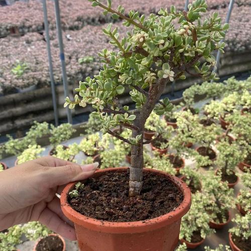 雅乐之舞多肉繁殖方法？雅乐之舞多肉植物怎么养殖？-第5张图片-优品飞百科