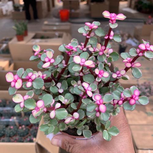 雅乐之舞多肉繁殖方法？雅乐之舞多肉植物怎么养殖？-第7张图片-优品飞百科