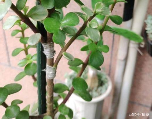 雅乐之舞多肉繁殖方法？雅乐之舞多肉植物怎么养殖？-第6张图片-优品飞百科