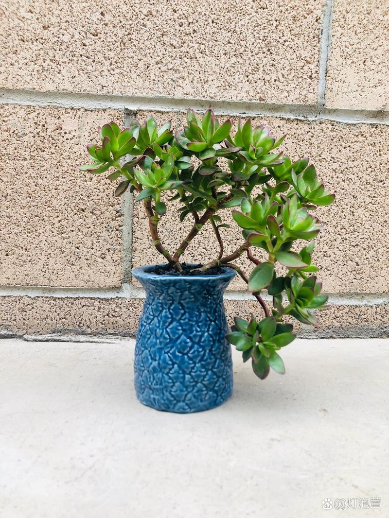 雅乐之舞多肉繁殖方法？雅乐之舞多肉植物怎么养殖？-第8张图片-优品飞百科