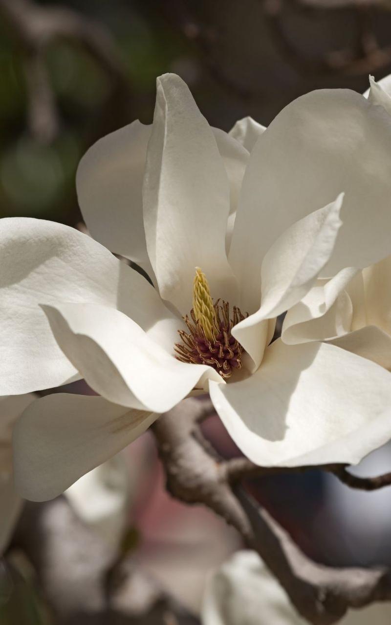 玉兰怎么换盆？玉兰花换盆注意事项？