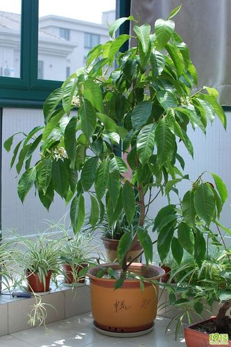 玉兰怎么换盆？玉兰花换盆注意事项？-第5张图片-优品飞百科