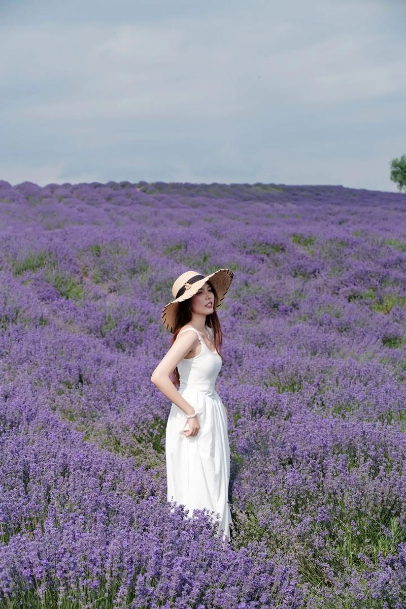 薰衣草的花期怎么养护？薰衣草鲜花养护？