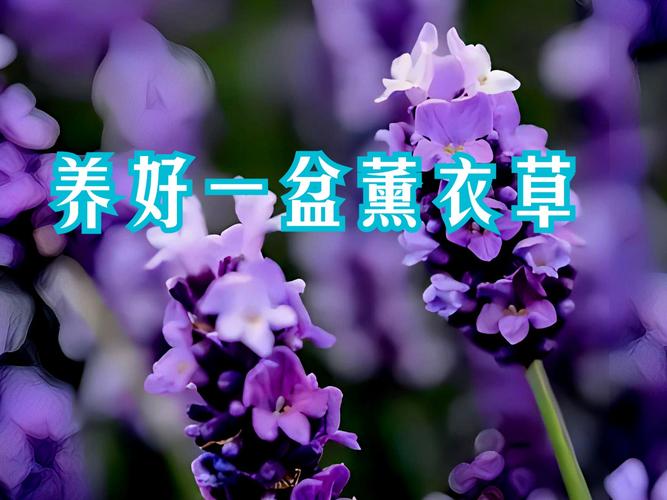 薰衣草的花期怎么养护？薰衣草鲜花养护？-第2张图片-优品飞百科