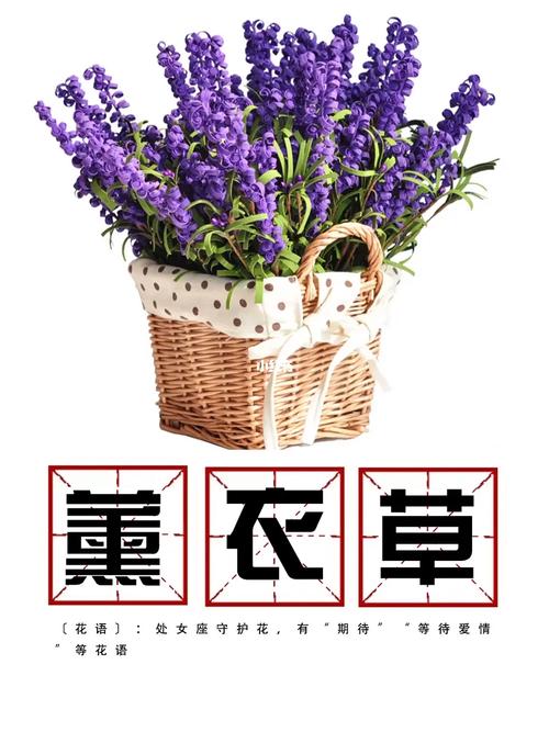 薰衣草的花期怎么养护？薰衣草鲜花养护？-第4张图片-优品飞百科