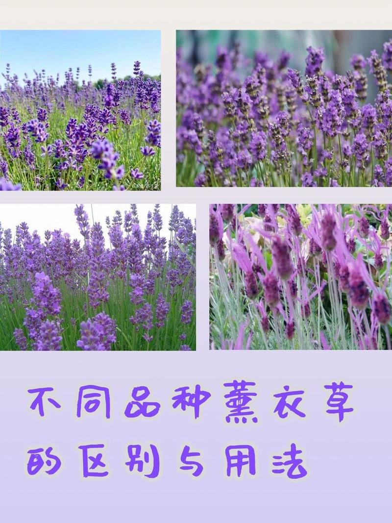 薰衣草的花期怎么养护？薰衣草鲜花养护？-第5张图片-优品飞百科