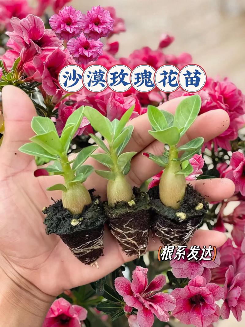 沙漠玫瑰什么时候开花，沙漠玫瑰什么时候开花怎么养好它