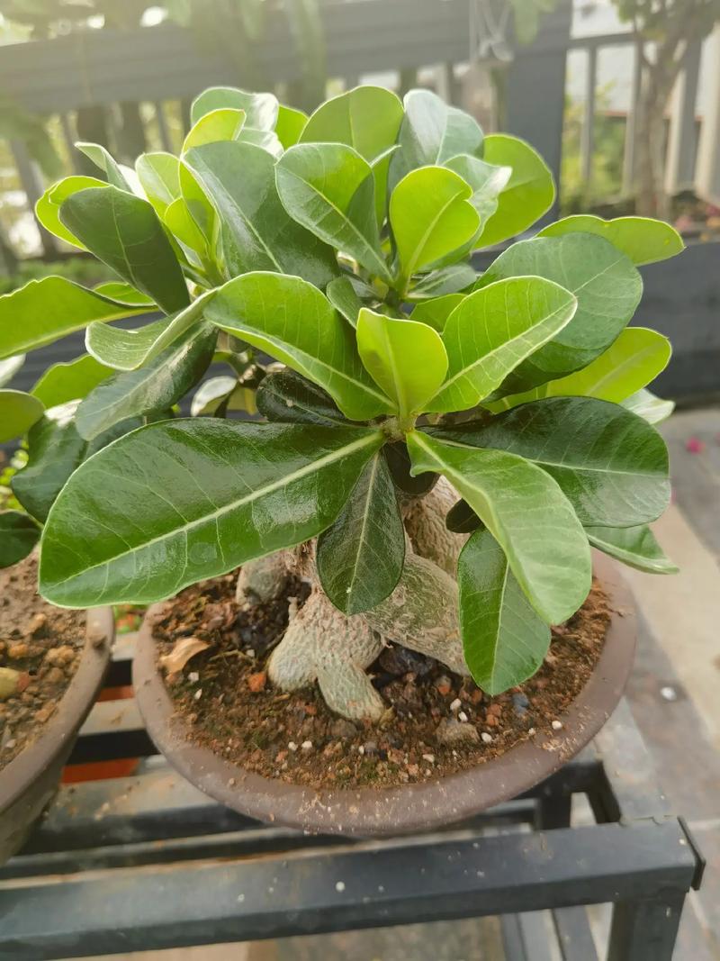 沙漠玫瑰什么时候开花，沙漠玫瑰什么时候开花怎么养好它-第2张图片-优品飞百科