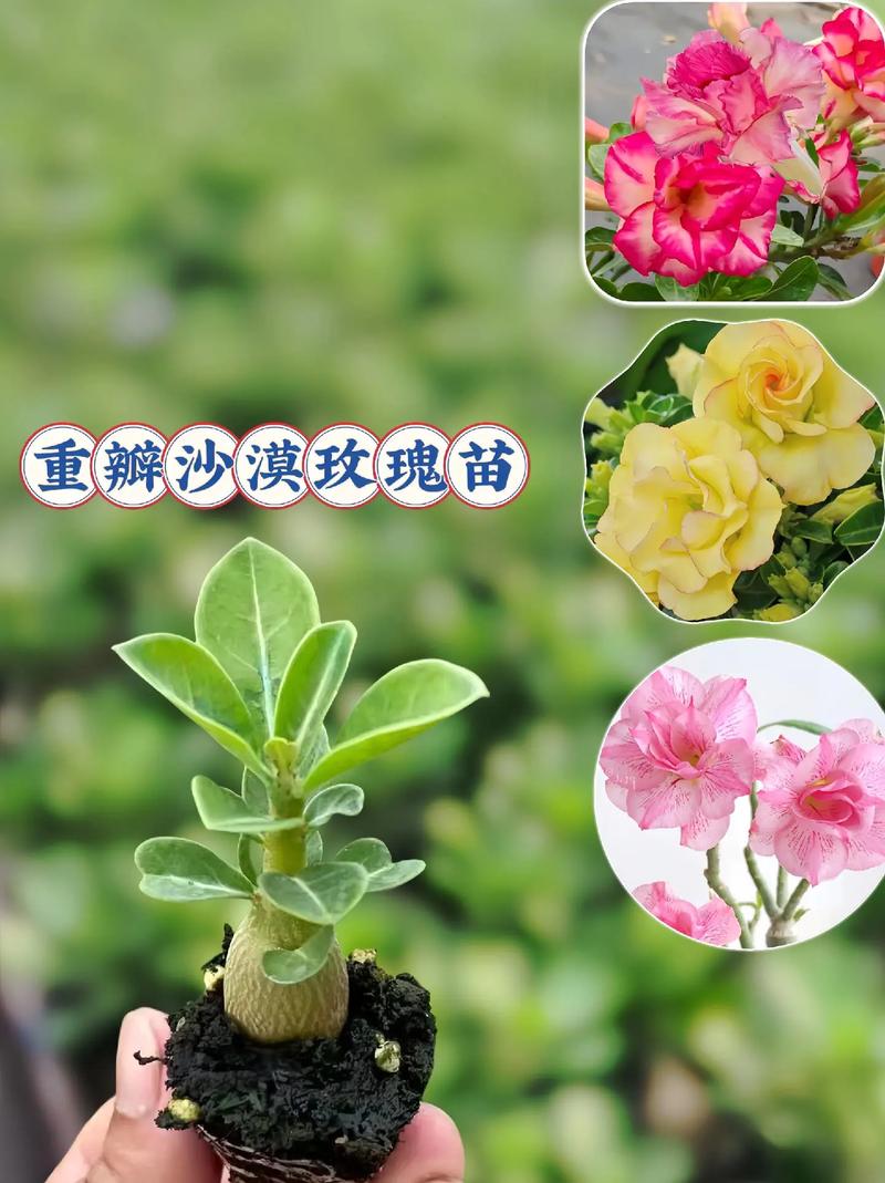 沙漠玫瑰什么时候开花，沙漠玫瑰什么时候开花怎么养好它-第3张图片-优品飞百科