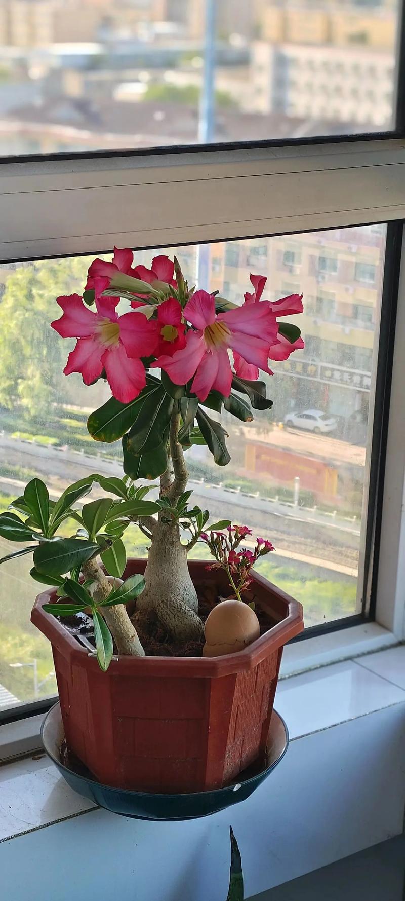 沙漠玫瑰什么时候开花，沙漠玫瑰什么时候开花怎么养好它-第4张图片-优品飞百科