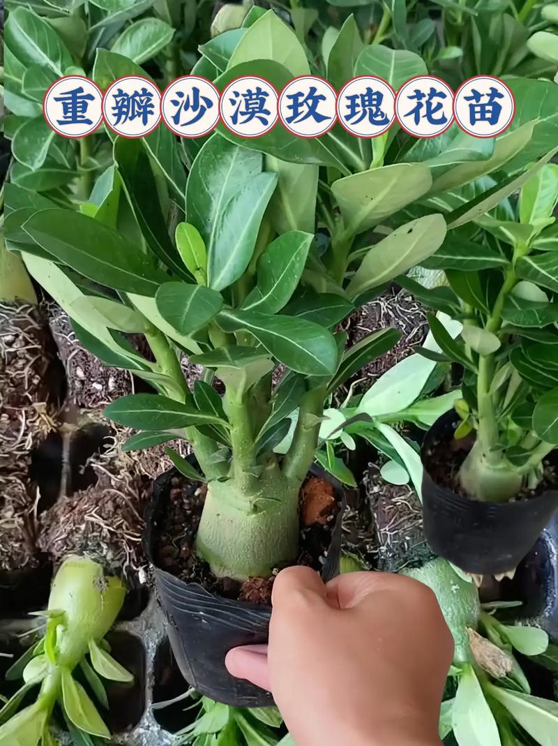 沙漠玫瑰什么时候开花，沙漠玫瑰什么时候开花怎么养好它-第5张图片-优品飞百科