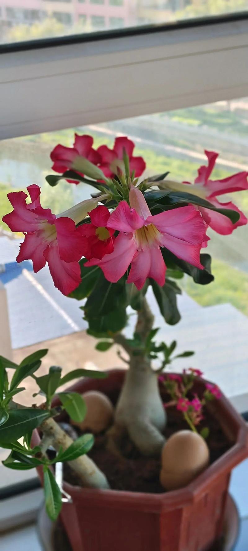 沙漠玫瑰什么时候开花，沙漠玫瑰什么时候开花怎么养好它-第6张图片-优品飞百科