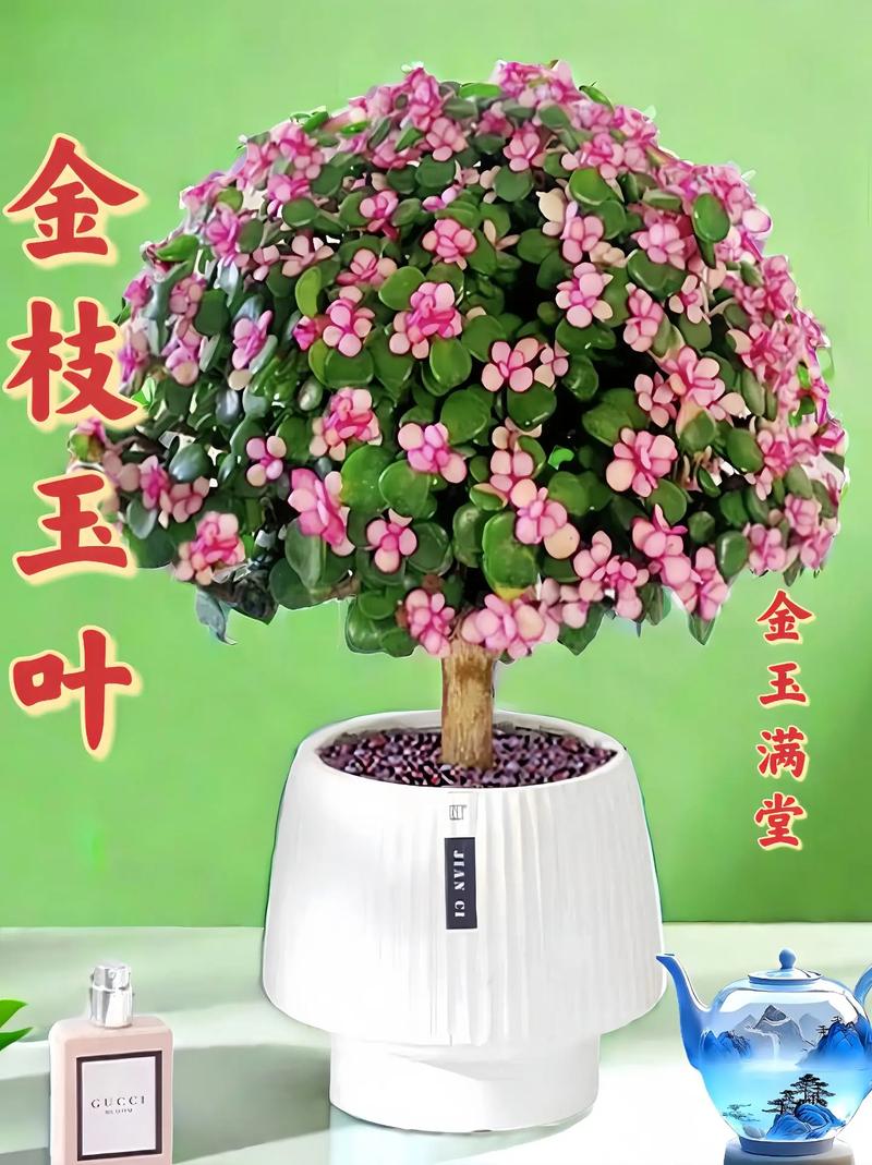 金枝玉叶摆放位置？金枝玉叶摆放位置和风水？