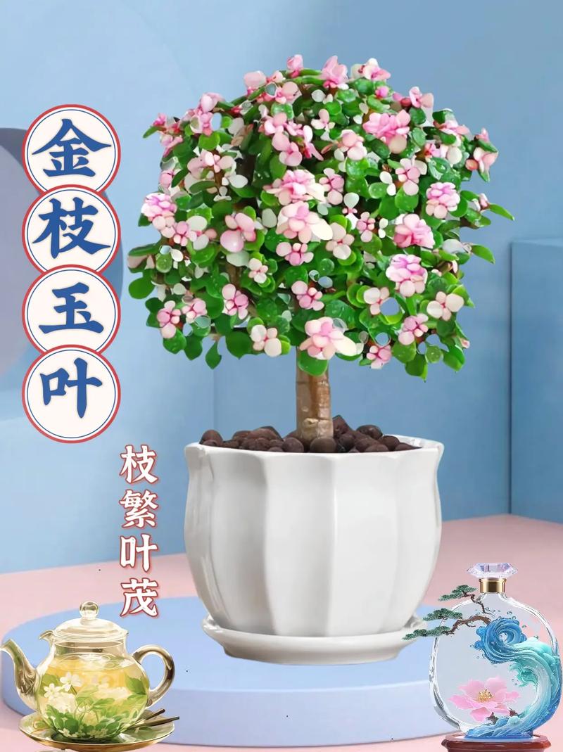 金枝玉叶摆放位置？金枝玉叶摆放位置和风水？-第2张图片-优品飞百科