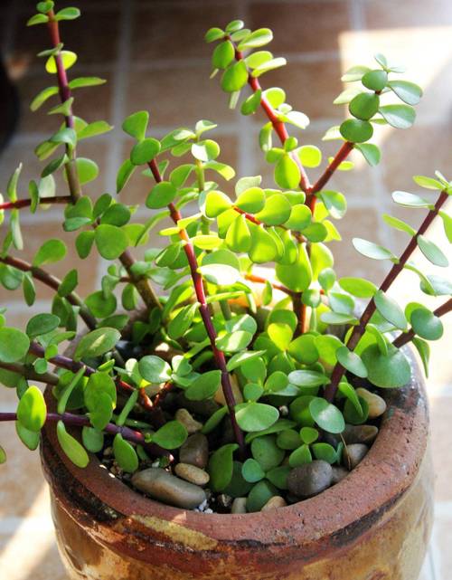 金枝玉叶摆放位置？金枝玉叶摆放位置和风水？-第3张图片-优品飞百科