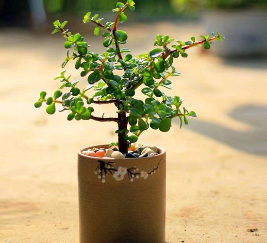 金枝玉叶摆放位置？金枝玉叶摆放位置和风水？-第4张图片-优品飞百科