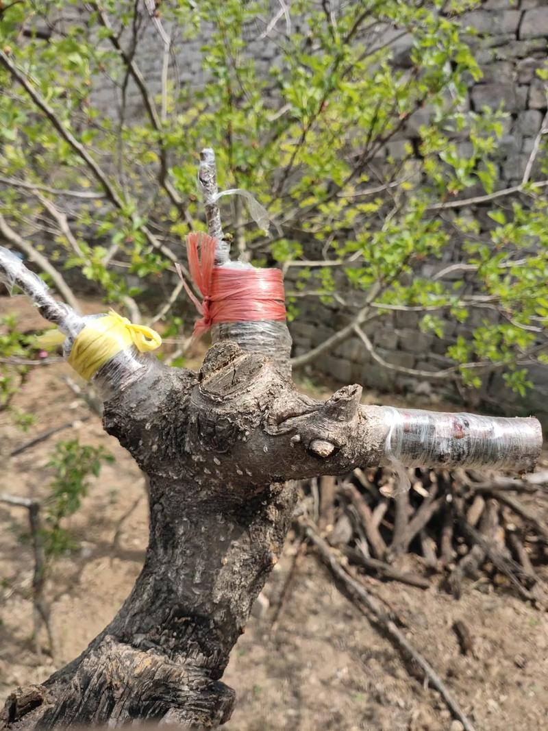 梅花嫁接时间和方法，梅花嫁接繁殖的关键？