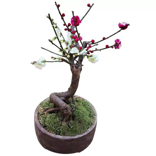 梅花嫁接时间和方法，梅花嫁接繁殖的关键？-第2张图片-优品飞百科