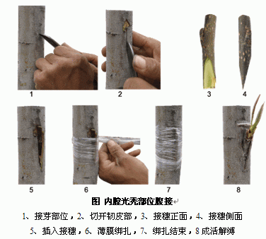 梅花嫁接时间和方法，梅花嫁接繁殖的关键？-第3张图片-优品飞百科