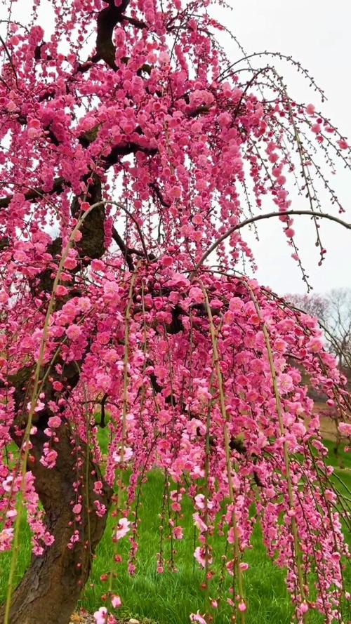 梅花嫁接时间和方法，梅花嫁接繁殖的关键？-第4张图片-优品飞百科