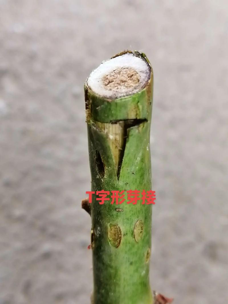 梅花嫁接时间和方法，梅花嫁接繁殖的关键？-第5张图片-优品飞百科