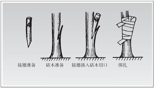 梅花嫁接时间和方法，梅花嫁接繁殖的关键？-第6张图片-优品飞百科