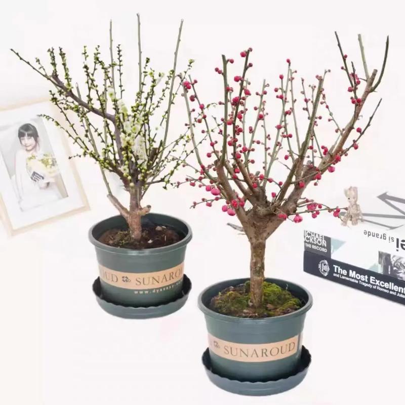 梅花嫁接时间和方法，梅花嫁接繁殖的关键？-第7张图片-优品飞百科