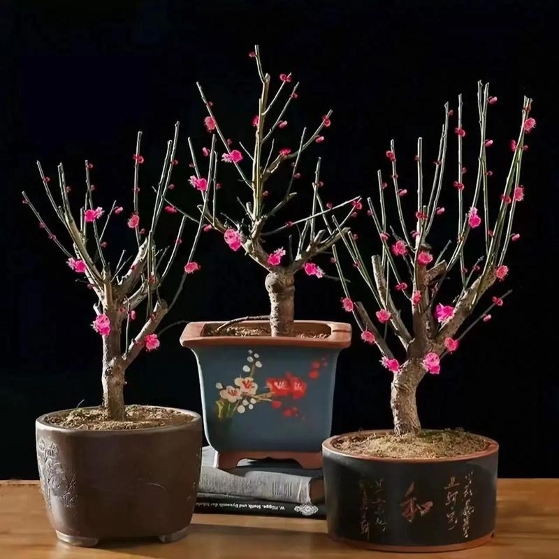 梅花嫁接时间和方法，梅花嫁接繁殖的关键？-第8张图片-优品飞百科