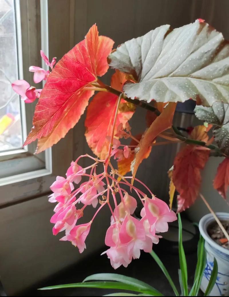 新买的竹节海棠怎么养，新买的竹节海棠怎么养活？