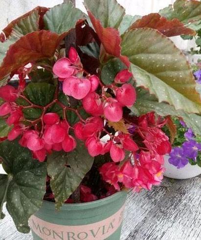 新买的竹节海棠怎么养，新买的竹节海棠怎么养活？-第2张图片-优品飞百科