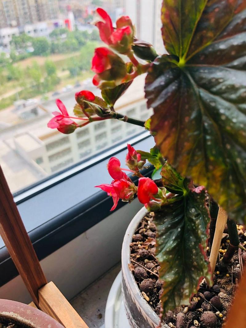 新买的竹节海棠怎么养，新买的竹节海棠怎么养活？-第3张图片-优品飞百科