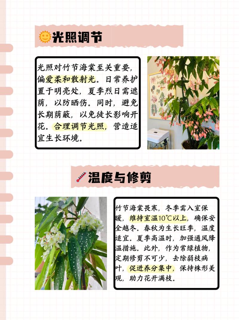 新买的竹节海棠怎么养，新买的竹节海棠怎么养活？-第4张图片-优品飞百科