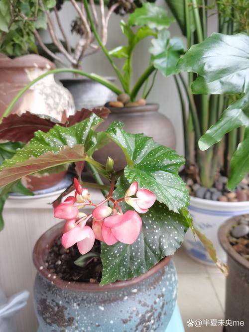 新买的竹节海棠怎么养，新买的竹节海棠怎么养活？-第6张图片-优品飞百科