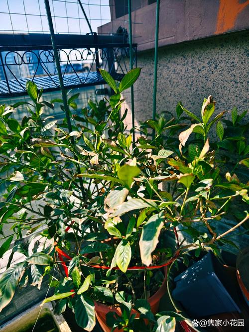 栀子花凋谢后怎么修剪？栀子花凋谢后怎么修剪好看？