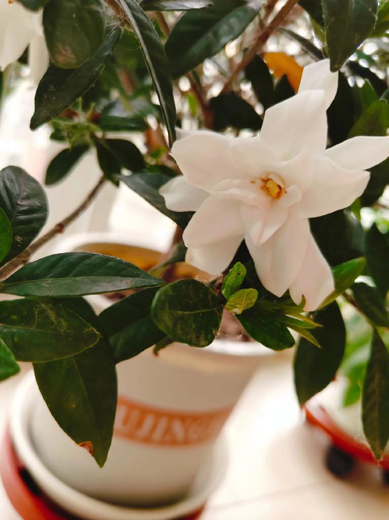 栀子花凋谢后怎么修剪？栀子花凋谢后怎么修剪好看？-第2张图片-优品飞百科