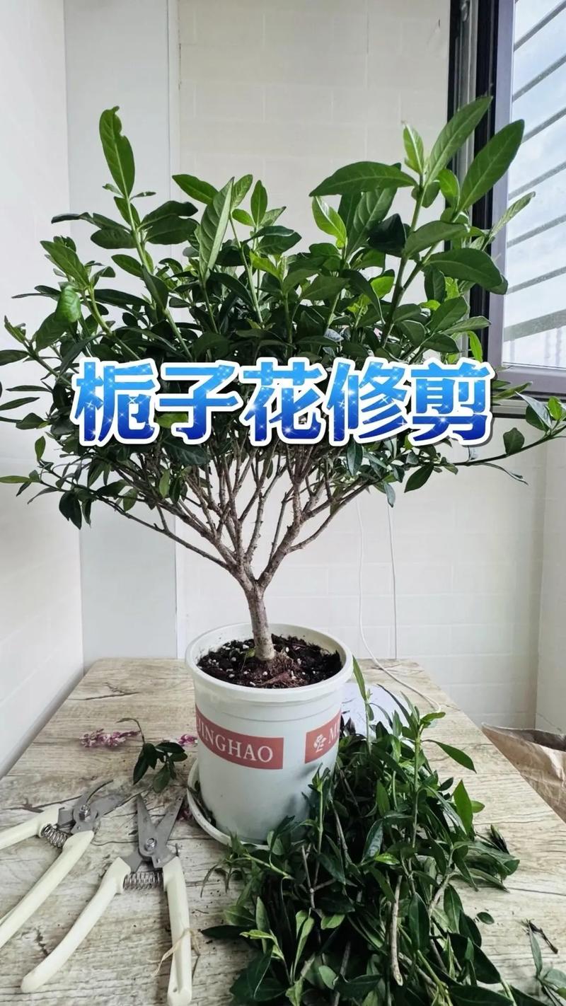 栀子花凋谢后怎么修剪？栀子花凋谢后怎么修剪好看？-第3张图片-优品飞百科