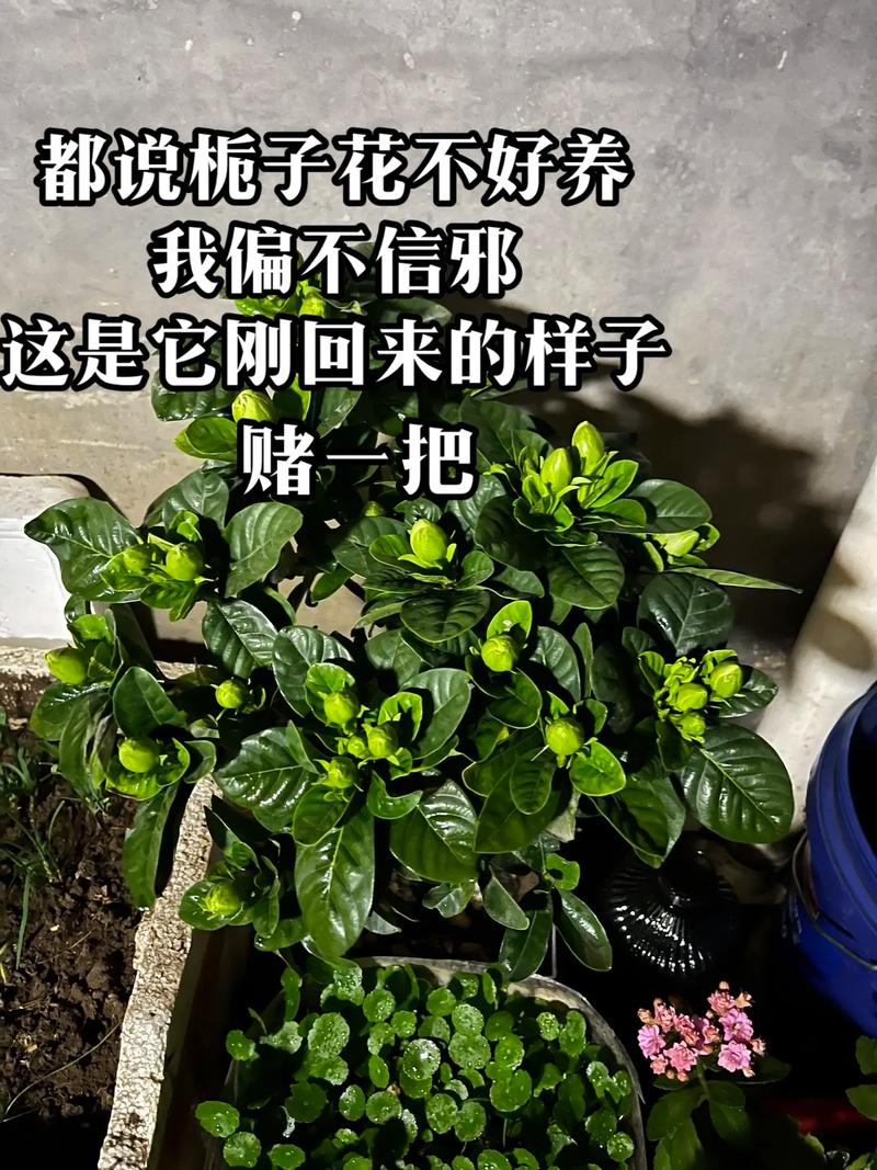 栀子花凋谢后怎么修剪？栀子花凋谢后怎么修剪好看？-第4张图片-优品飞百科