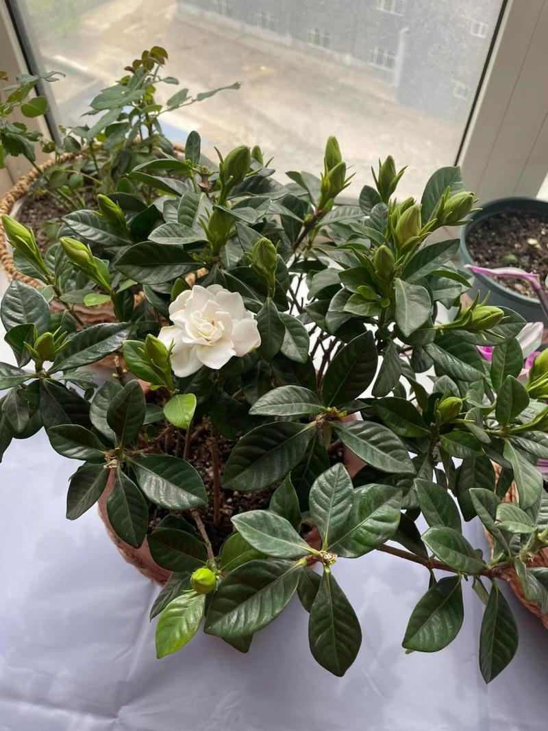 栀子花凋谢后怎么修剪？栀子花凋谢后怎么修剪好看？-第5张图片-优品飞百科