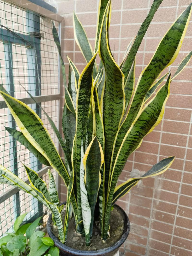 金边虎皮兰扦插方法，金边虎皮兰扦插方法图解？