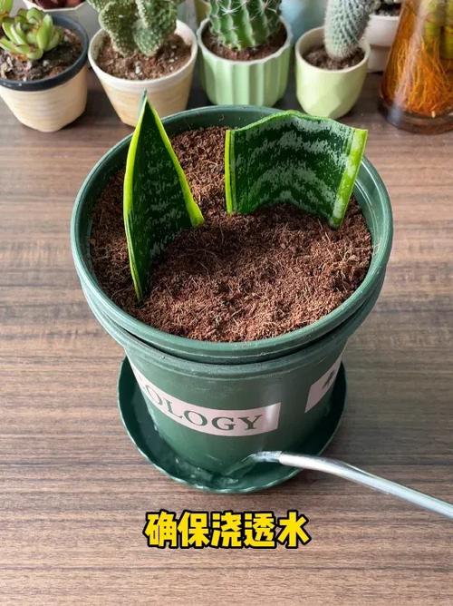 金边虎皮兰扦插方法，金边虎皮兰扦插方法图解？-第2张图片-优品飞百科