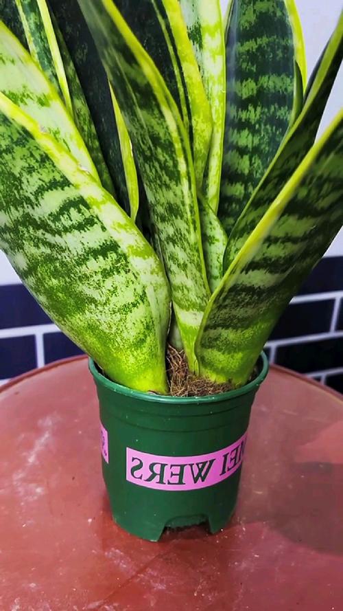 金边虎皮兰扦插方法，金边虎皮兰扦插方法图解？-第3张图片-优品飞百科