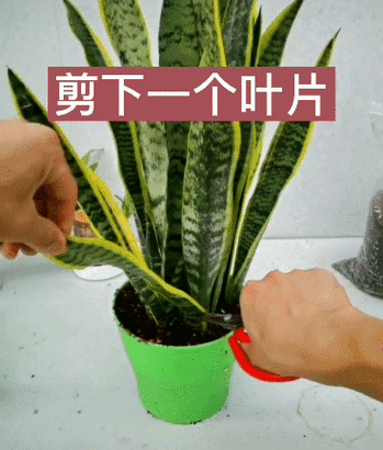 金边虎皮兰扦插方法，金边虎皮兰扦插方法图解？-第4张图片-优品飞百科