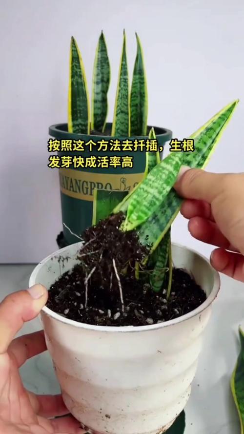 金边虎皮兰扦插方法，金边虎皮兰扦插方法图解？-第5张图片-优品飞百科