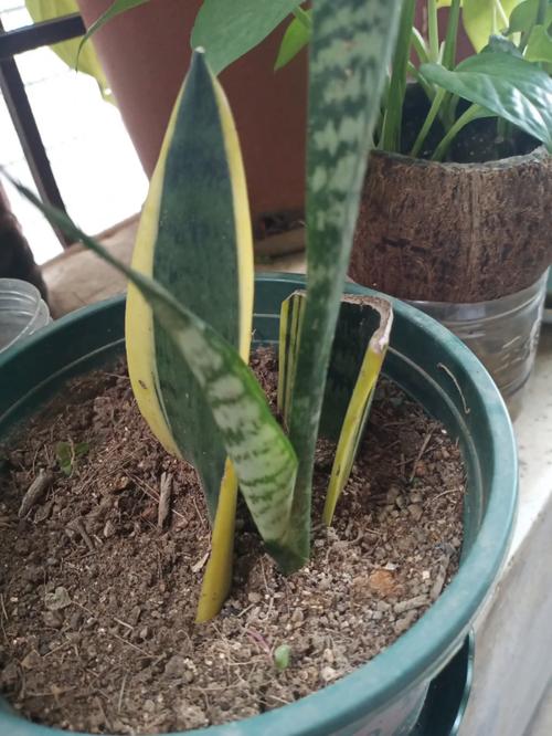 金边虎皮兰扦插方法，金边虎皮兰扦插方法图解？-第6张图片-优品飞百科