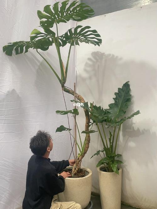 龟背竹怎么养成老桩，龟背竹老桩如何快速生根